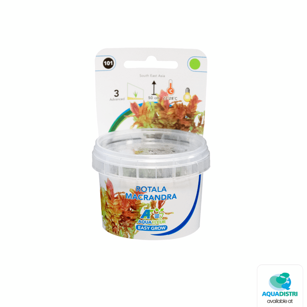 Easy grow rotala macrandra in vitro