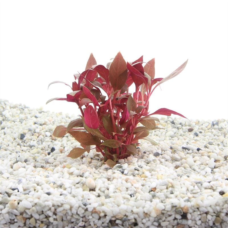 Alternanthera cardinalis p5 3 stuks