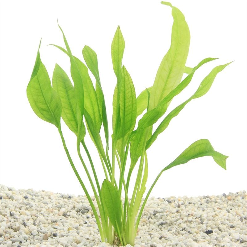 Your Aquahouse