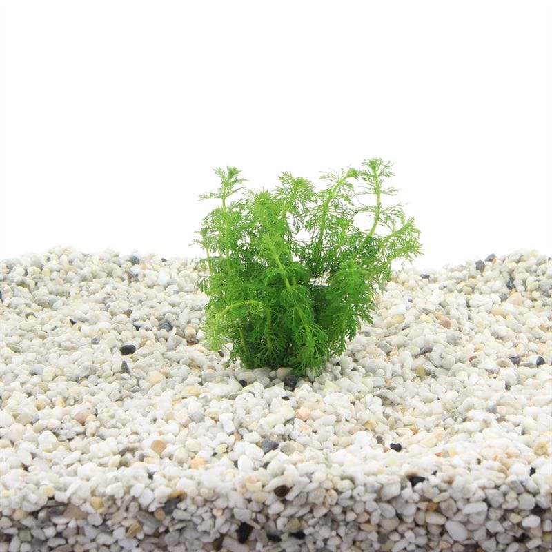 limnophila sessiliflora P5 6 stuks