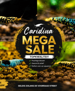 caridina sale